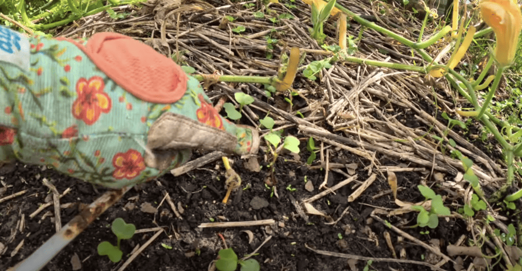 growing perfect radishes